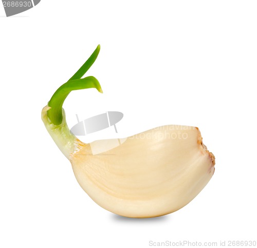 Image of Sprouting clove of garlic