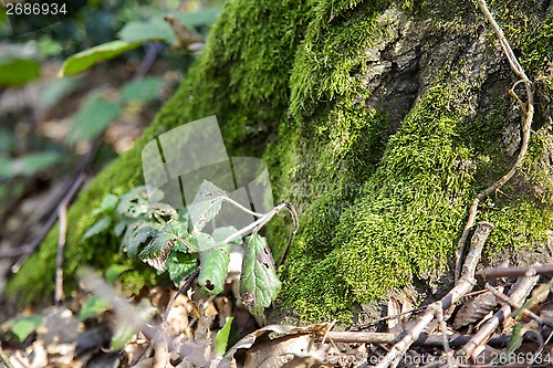 Image of Moss