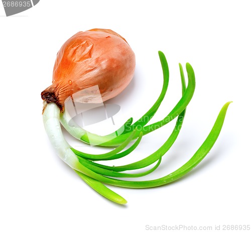 Image of Sprouting onion (Allium cepa)