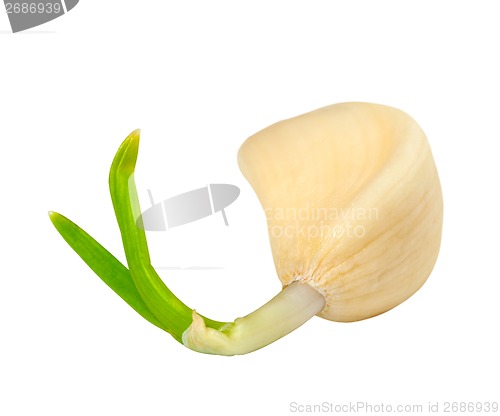Image of Sprouting clove of garlic