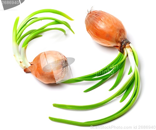 Image of Two spring onions (Allium cepa)