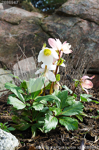 Image of Christmas rose