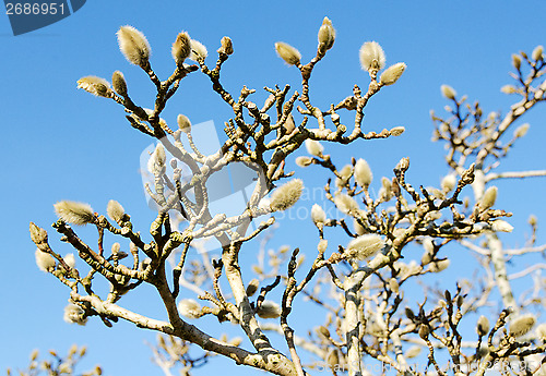 Image of Star Magnolia