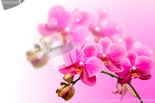 Image of Romantic beautiful purple orchid flower