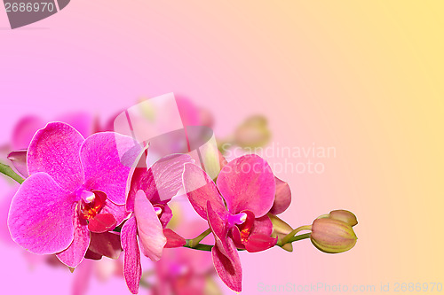 Image of Purple orchid flowers branch on blurred gradient