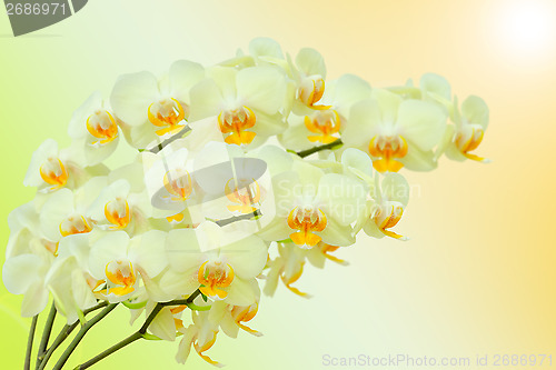 Image of Summer bouquet of beige orchid flowers