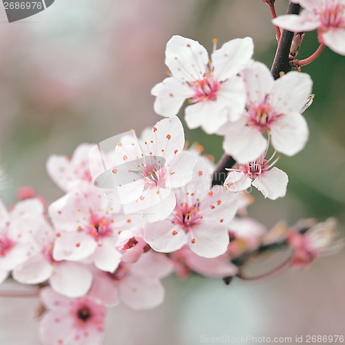 Image of spring blossoms 