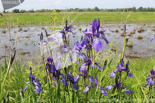 Image of beautiful flowers of iris besides river