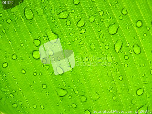 Image of Sunny leaf with drops