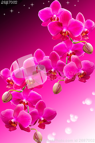 Image of Tropical purple flowers of beautiful orchid
