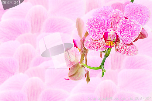 Image of Pink spotted exotic flowers on blurred orchid petals