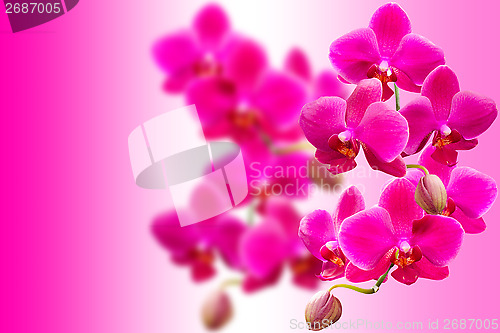 Image of Purple fragile orchids flowers on blurred gradient