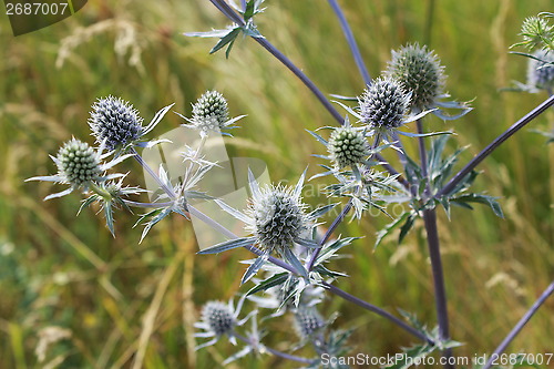 Image of thorny plant of Eryngium