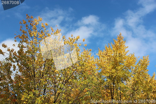 Image of yellow autumn leaves on the tree
