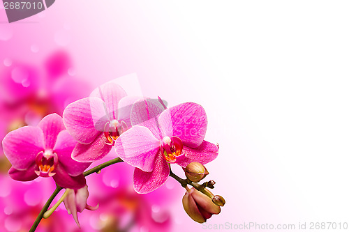 Image of Branch of purple orchid flower on blurred bokeh background