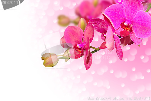 Image of Exotic purple orchid flowers with buds