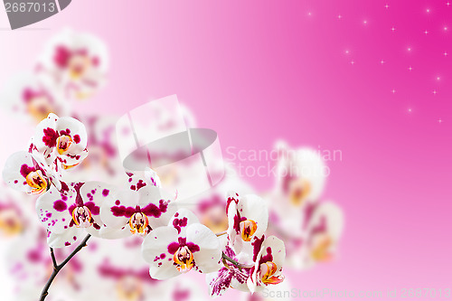 Image of Spotted violet white orchids on gradient stars background