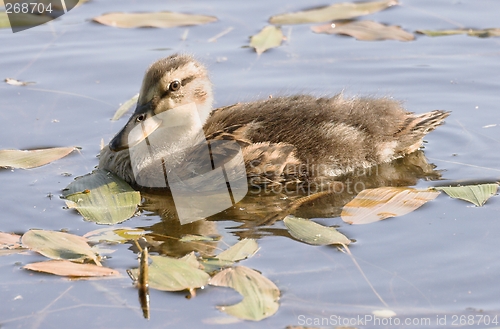 Image of Duckling