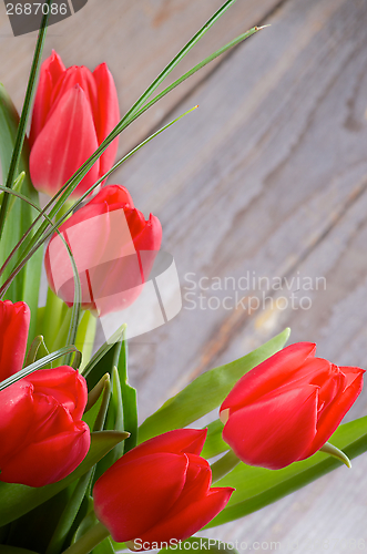 Image of Spring Tulips