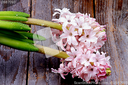 Image of Pink Hyacinths