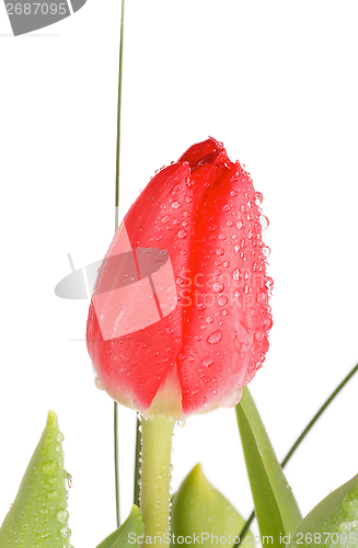 Image of Red Tulip