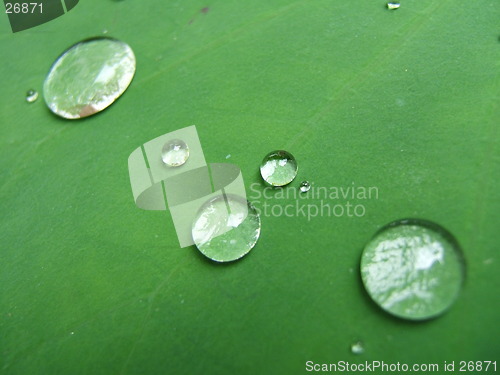 Image of Raindrops on a leaf