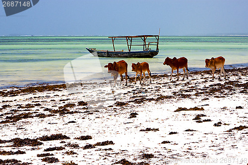 Image of cow costline boat pirague in the  blue lagoon relax   africa