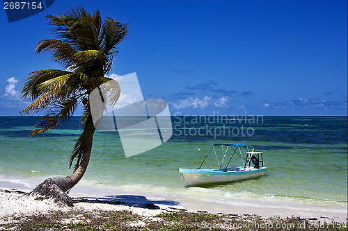 Image of palm in the  blue lagoon  and boat   of sian kaan in mexico