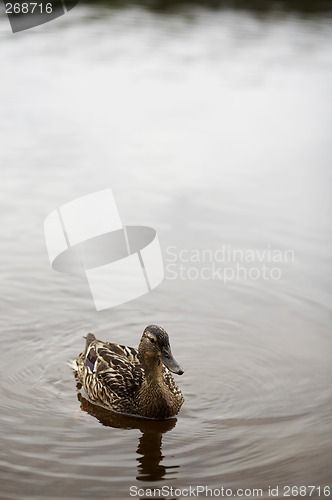 Image of Duck