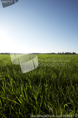 Image of Field