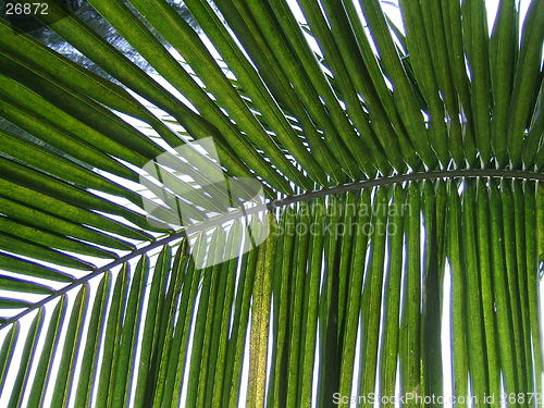 Image of Palm leaf