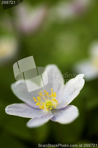 Image of Apple tree flower