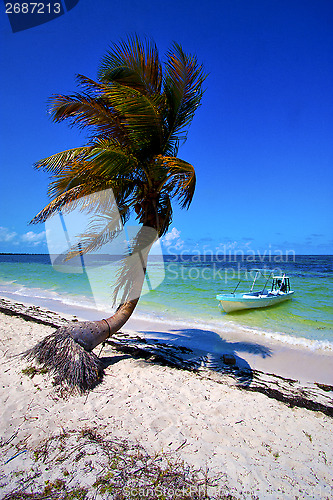 Image of palm in the  blue lagoon relax and boat   of sian kaan  