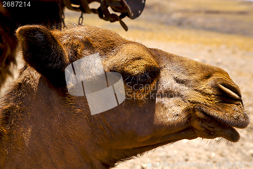 Image of   spain africa puppy brown dromedary bite in the volcanic  lanza