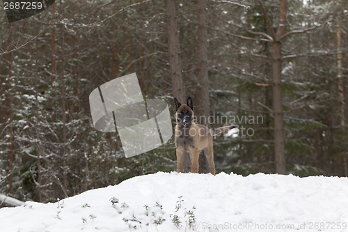 Image of Belgian Shepherd Malinois