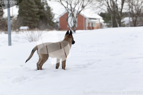 Image of Belgian Shepherd Malinois