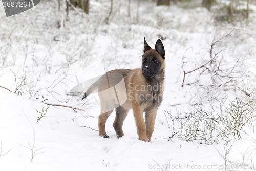 Image of Belgian Shepherd Malinois