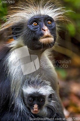 Image of  hairy monkey and her puppy in africa zanzibar jozany forest 