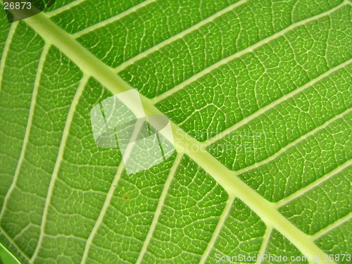 Image of Leaf macro