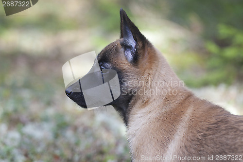 Image of Belgian Shepherd Malinois