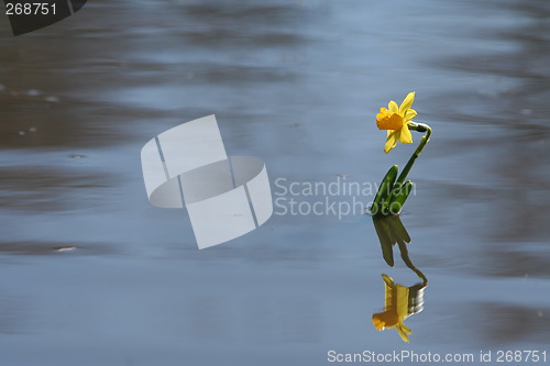Image of Wet Spring