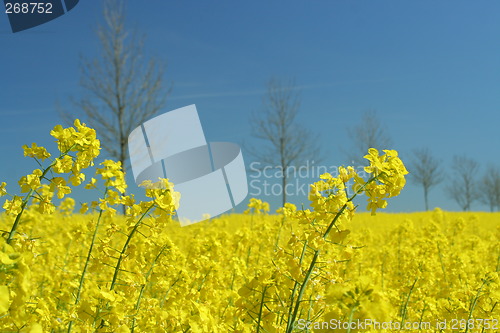 Image of Springtime
