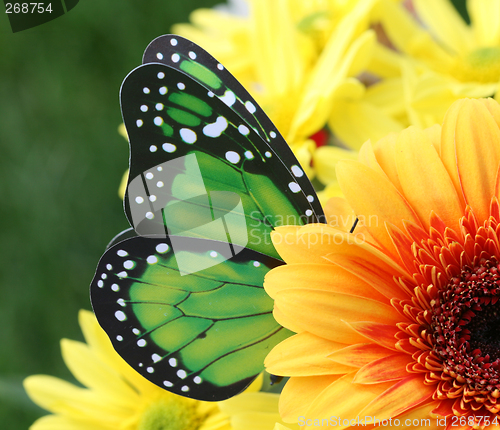 Image of Pollination