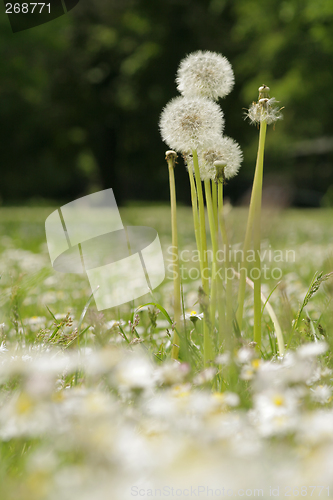 Image of Dandelion