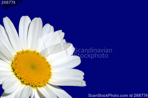 Image of Soft summer, Wild flowers