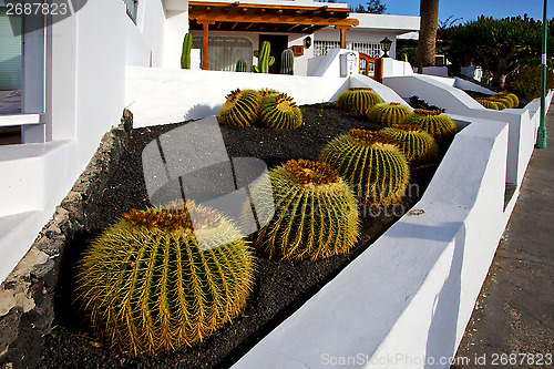 Image of cactus bush  rock stone sky  arrecife lanzarote  