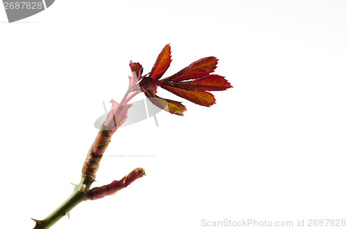 Image of New rose leaves