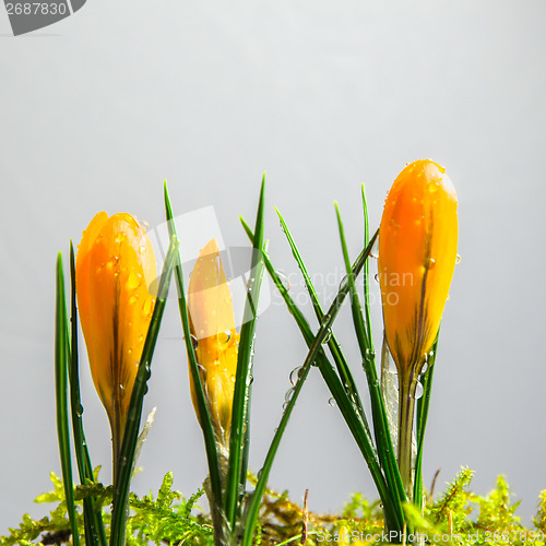 Image of Yellow crocus buds at white background