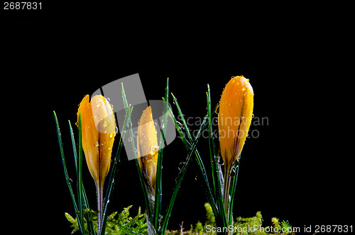 Image of Crocus buds wirh water drops