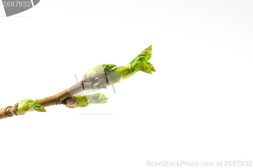 Image of Black currant twig with sprouts